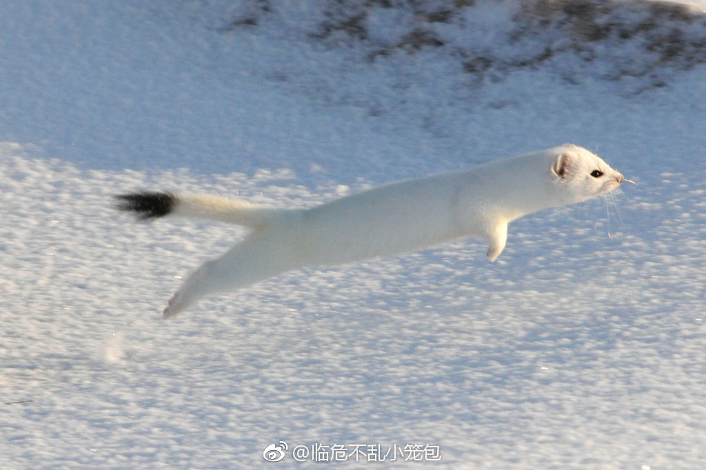 雪地奇遇，与白鼬的邈甜时光🐾