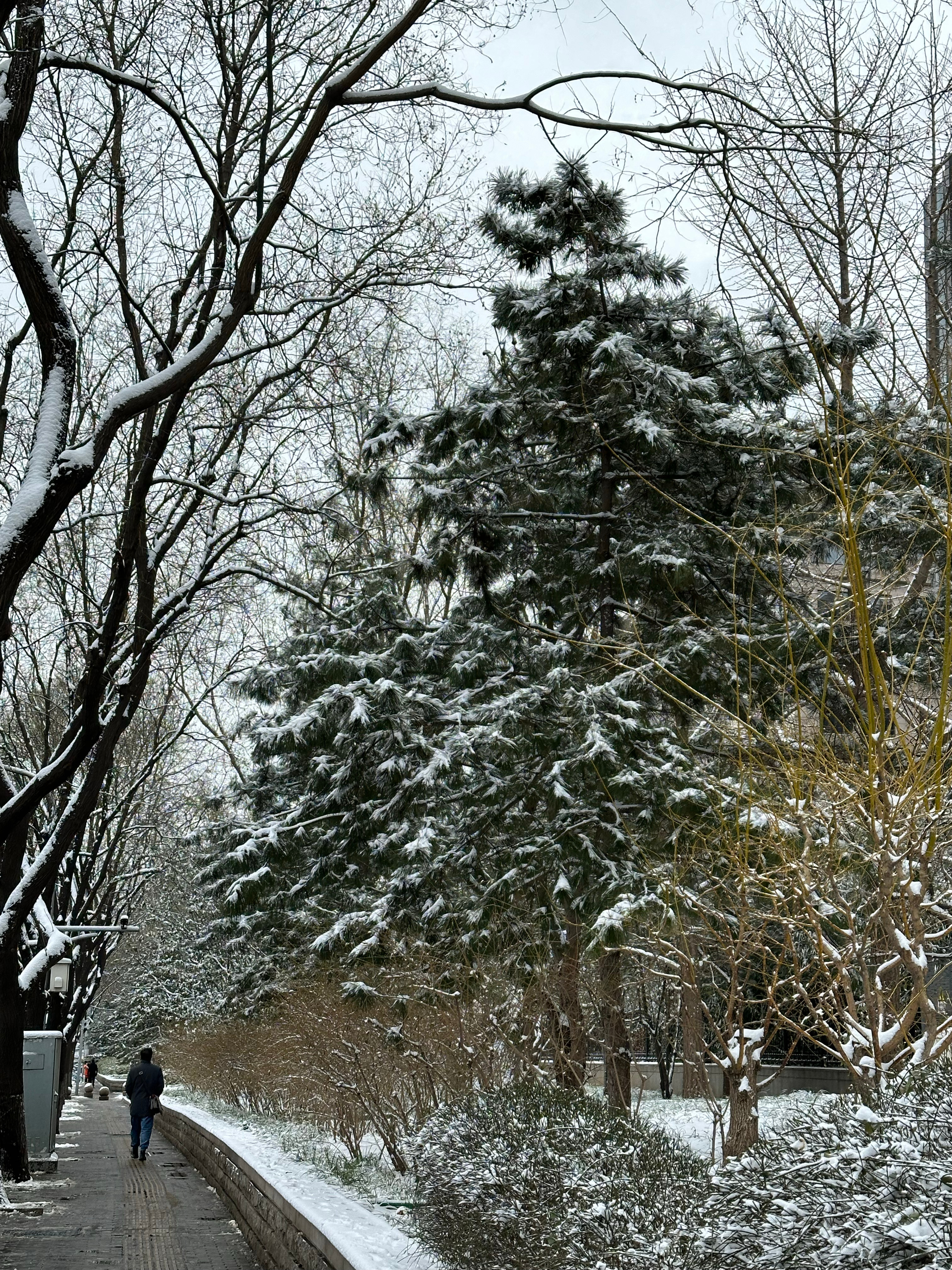 北京下雪了，一场冬日雪舞的美丽邃影