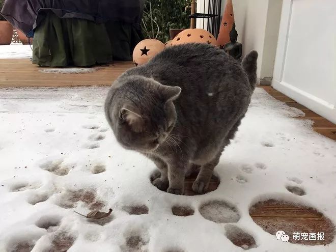 猫猫草场下雪了，揭示罕见气象现象背后的秘密