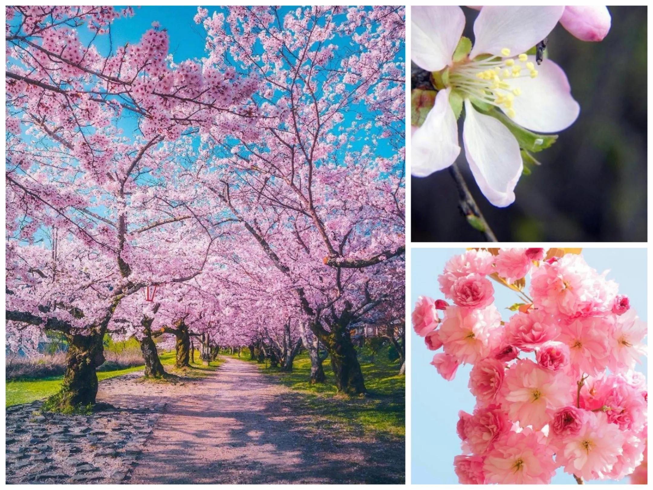 春光灿烂时，赏花赏景正当时——感受美好春日的多面魅力！🌸✨春意盎然探秘之旅即将启程……悬念揭晓就在文中揭秘。