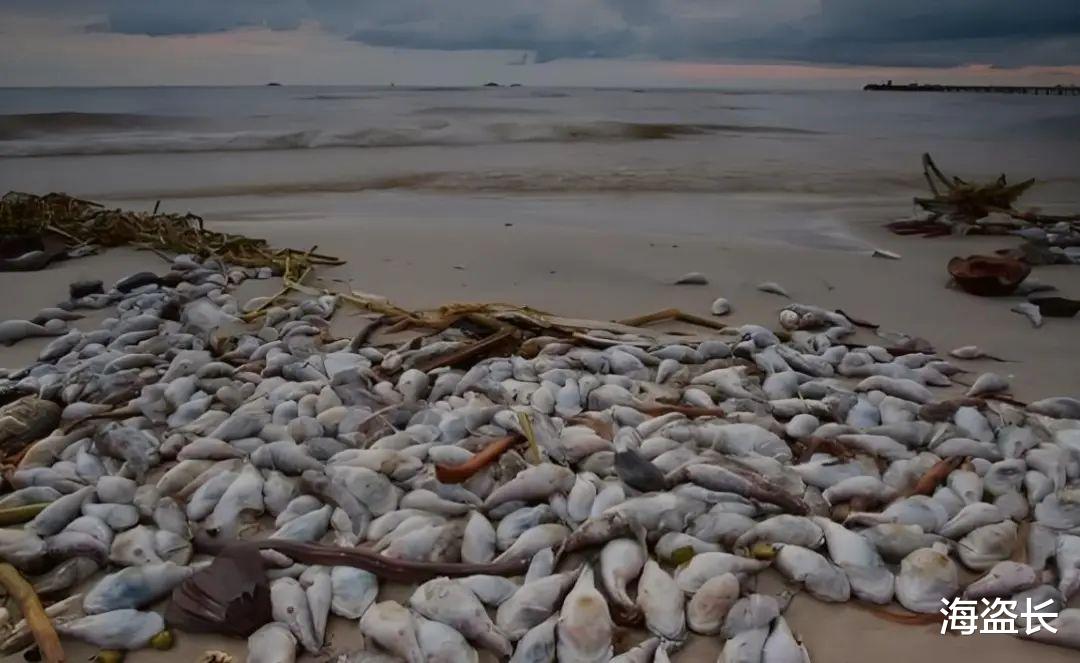 福岛核污染水海洋生物样本抵达中国，背后真相究竟如何？香港视角深度解读。