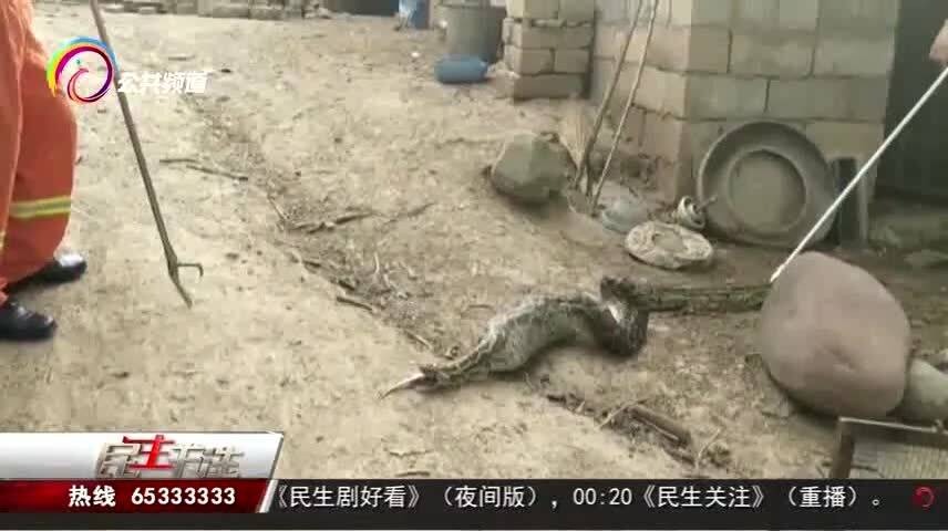 130斤蟒蛇在菜地“散步” 消防处置